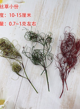 卷丝草小清新DIY拍摄道具弹簧草