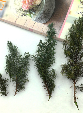 进口圣诞雪松枝松叶DIY生日礼物