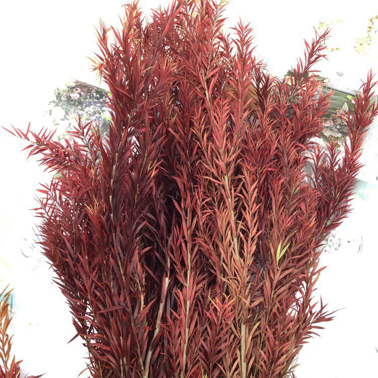 情人节花束礼盒永生花千层金万层叶diy手腕花保鲜玫瑰绿植配叶材