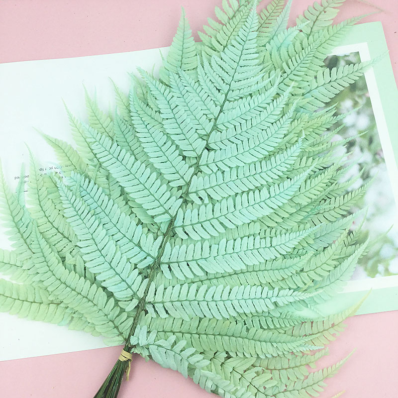 国产蕨叶天然永生花芒萁叶文竹龙须草花材情人节干花diy花盒材料