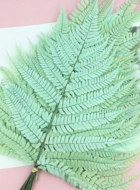 国产蕨叶羊齿diy礼盒花束文竹