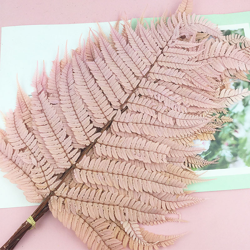 国产蕨叶天然永生花芒萁叶文竹龙须草花材情人节干花diy花盒材料