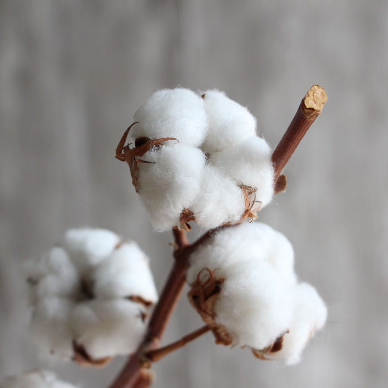 情人节手工彩色棉花干花束永生花礼盒花材DIY车挂材料家居装饰花