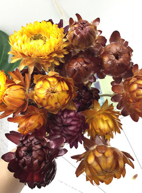 麦秆菊永生花小雏菊七彩菊插花