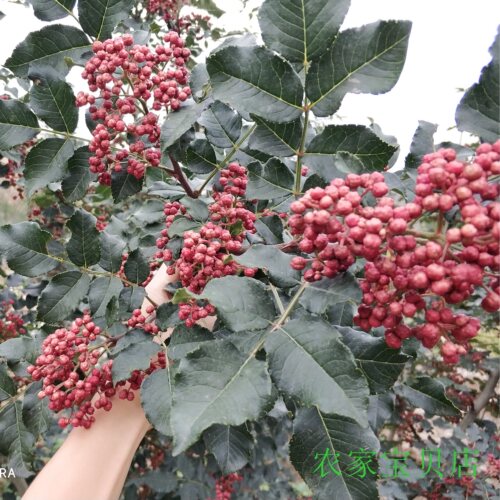 甘肃陇南少刺非无刺花椒树苗大红袍花椒树正宗武都嫁接花椒狮子头 - 图1