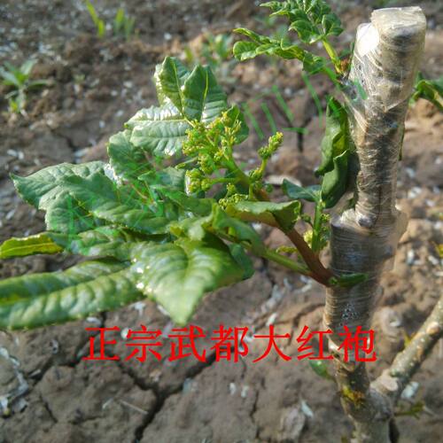 甘肃陇南少刺非无刺花椒树苗大红袍花椒树正宗武都嫁接花椒狮子头 - 图0