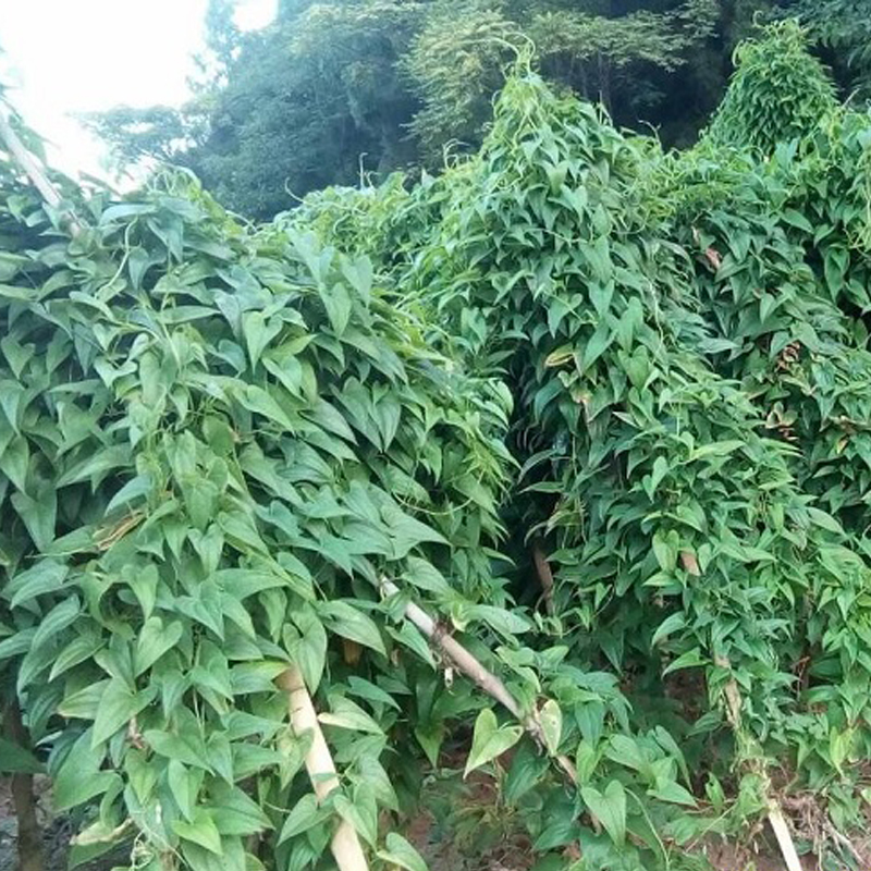 脚板薯种子紫山药种紫色大薯苗毛薯种籽粉细粉糯紫山药大薯种块-图0