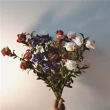 * Красивая маленькая тетя* Инс Ханфенг Плака