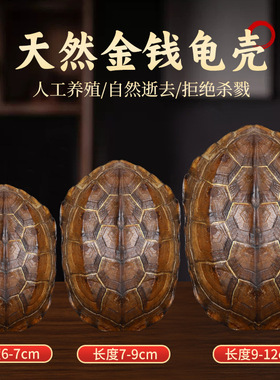 天然乌龟壳文玩手把件摆件