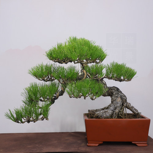 造型爆皮黑松盆景老桩松柏盆栽四季常青植物居家办公绿植 年货礼 - 图2