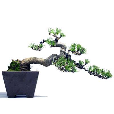 低价造型黑松盆景老桩松柏盆栽四季常青植物居家办公绿植年货礼 虎窝淘