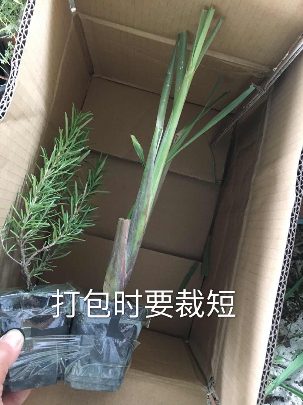 []食用香草苗之柠檬香茅-做汤首推/茶饮/还可驱蚊耐热 - 图3