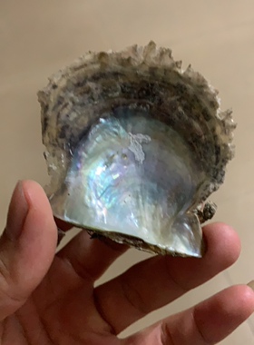 海水蚌壳马氏珍珠贝壳原材料
