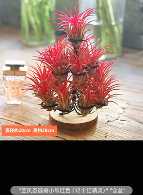 无土植物创意支架托悬挂室内桌面摆件绿植小盆栽好养空气凤梨