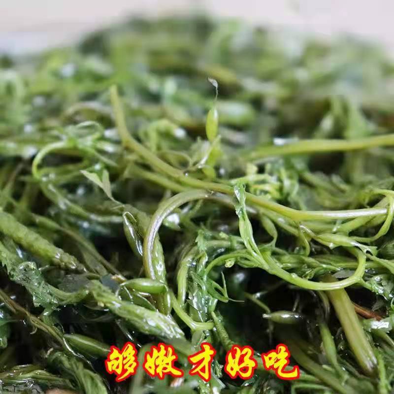 新鲜盐渍马尾藻龙须菜海草长寿菜羊栖菜鞭炮笋海藻凉拌火锅食材 - 图2