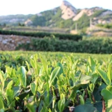 Rizhao Green Tea 2024 Новый чай Bulk 500G впечатление от впечатления от чая Фрирование синее сомелон.