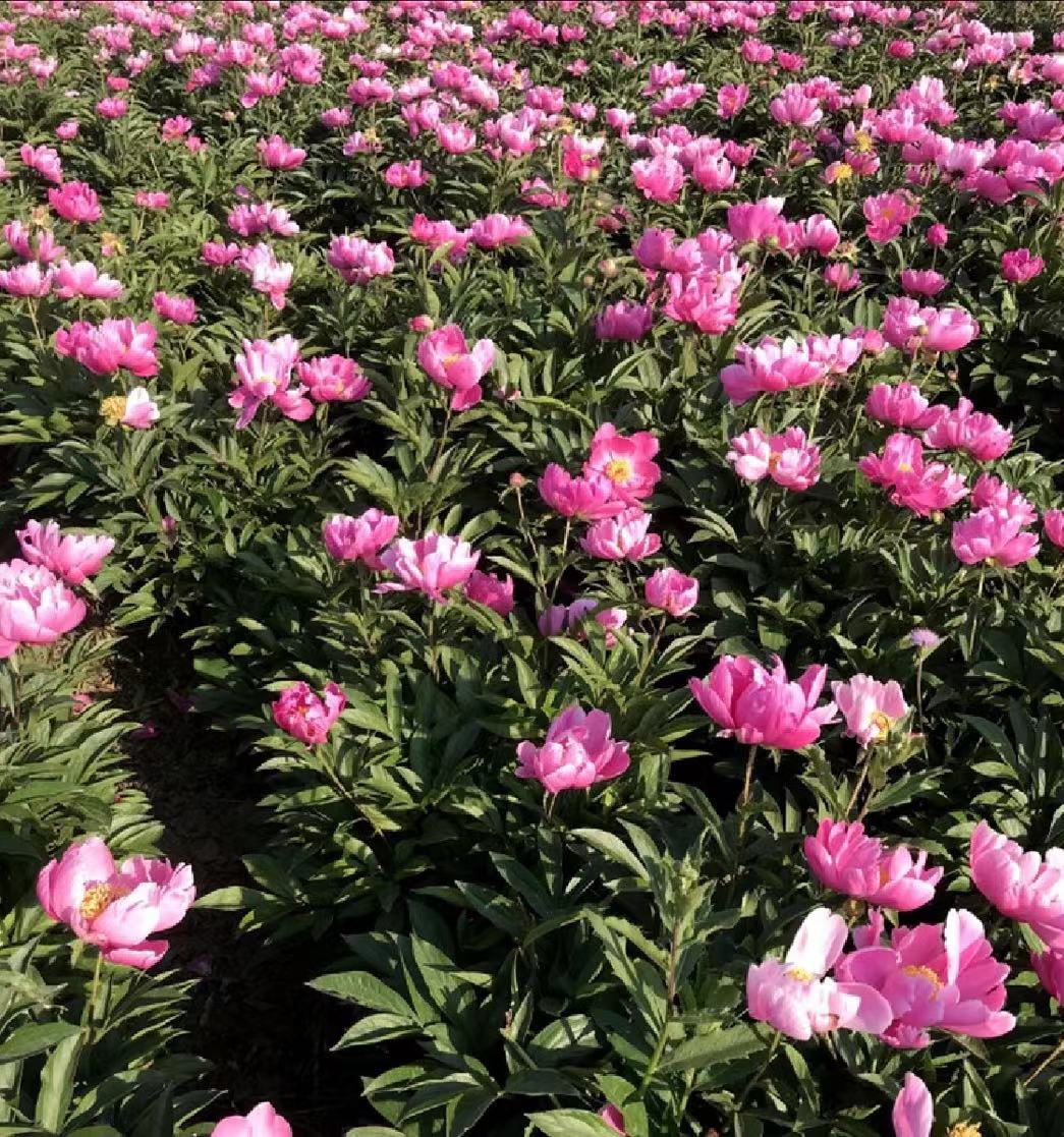 现挖中药材野生白芍苗赤芍苗白芍芽赤芍芽芍药种苗种根药牡丹花苗 - 图1