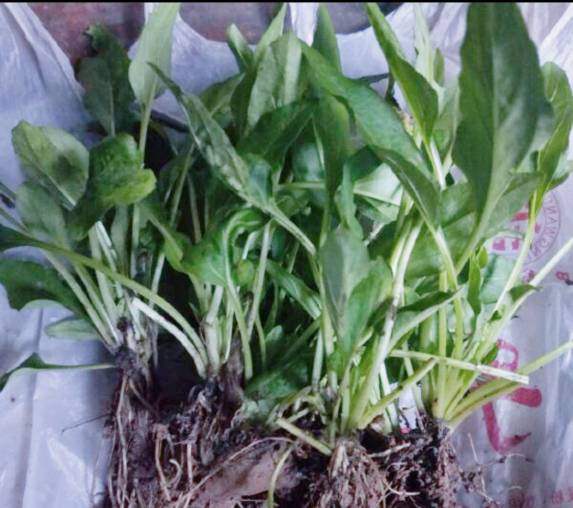 夏枯草苗中药材鲜活夏枯球盆栽盆景消肿明目清肝泻火 - 图2