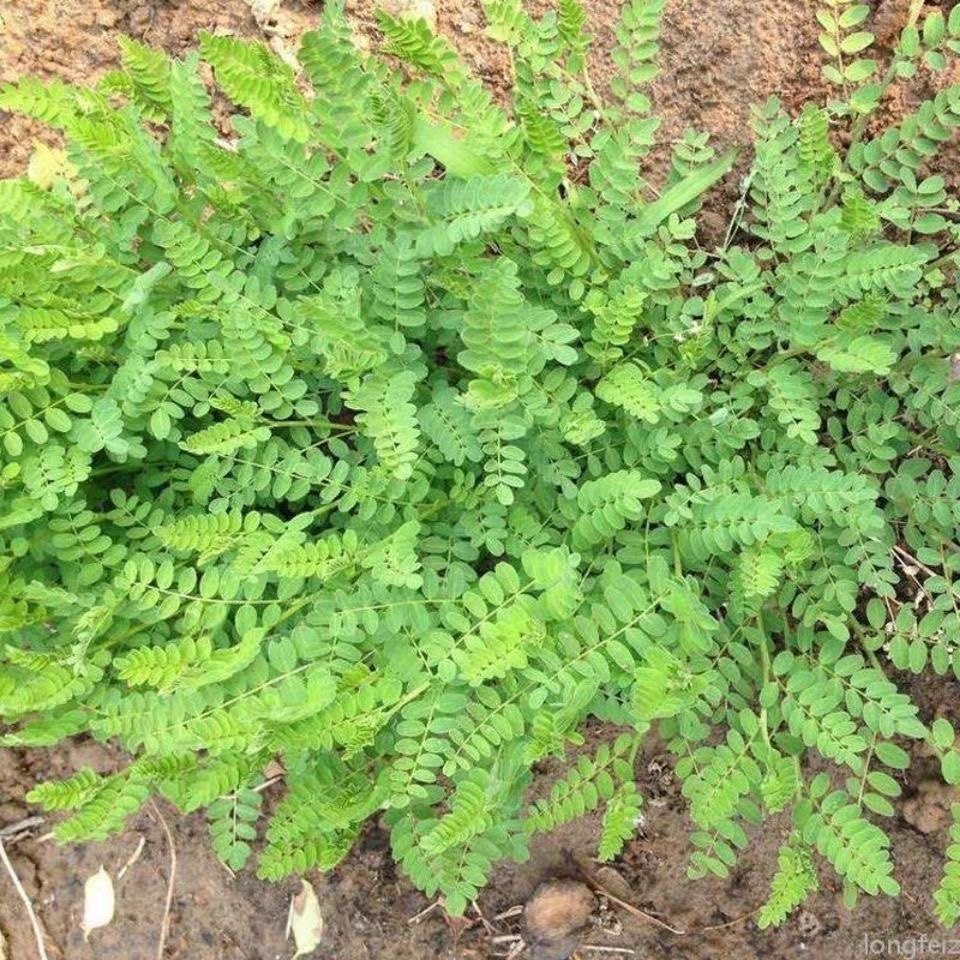 中药材黄芪苗黄芪种苗新鲜优质带牙保活可盆栽地栽种植,淘宝优惠券,粉丝福利购,淘宝优惠卷