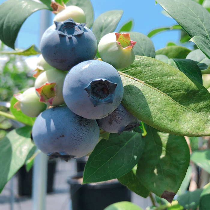 鼓岭蓝莓果苗南北高丛推荐庭院阳台露台盆栽果树易成活好结果观果,淘宝优惠券,粉丝福利购,淘宝优惠卷
