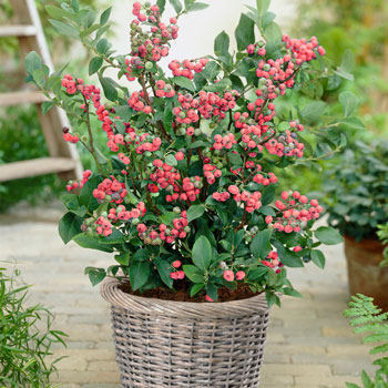 鼓岭蓝莓果苗南北高丛推荐庭院阳台露台盆栽果树易成活好结果观果,淘宝优惠券,粉丝福利购,淘宝优惠卷