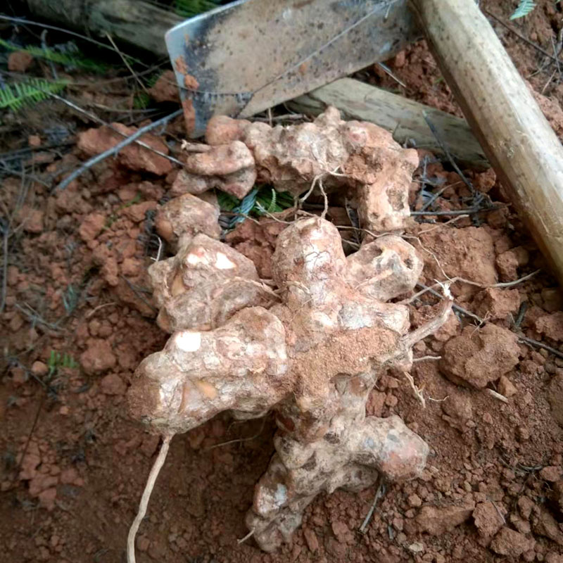 野生鲜货土茯苓白心粉质现挖生的硬饭头中药材祛湿煲汤料河源特产 - 图0