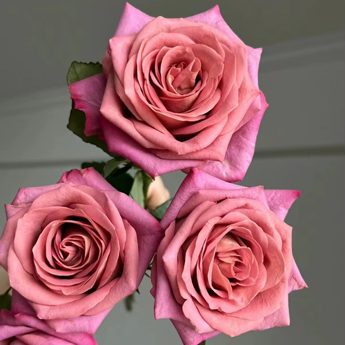 花知述园艺调香师切花直立抗病花卉月季盆栽玫瑰 - 图2