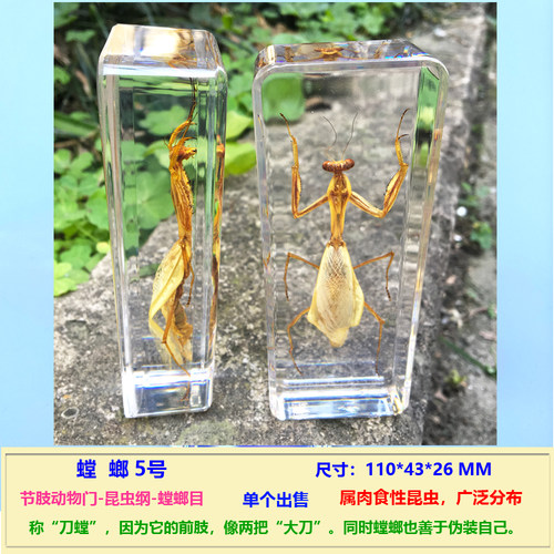 真实小动物昆虫标本树脂甲虫螃蟹天牛蜈蚣蝎子螳螂蝗虫蜘蛛独角仙 - 图1