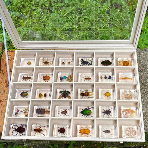 生物虫子法布尔真昆虫标本礼盒玩具琥珀教学海洋螃蟹蝴蝶科学实验-图2