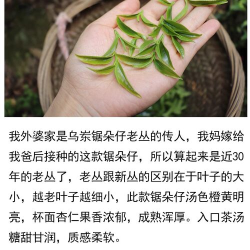 现货【老枞杏仁香】锯朵仔 2025年春茶 凤凰单丛 中火 100克 - 图0