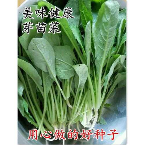萝卜菜种子 萝卜青半青白梗萝卜苗四季易种芽苗菜生长快口感鲜嫩 - 图3
