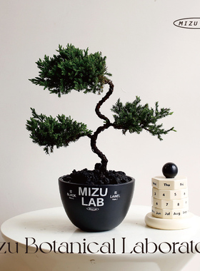 可爱植物家居植物美学
