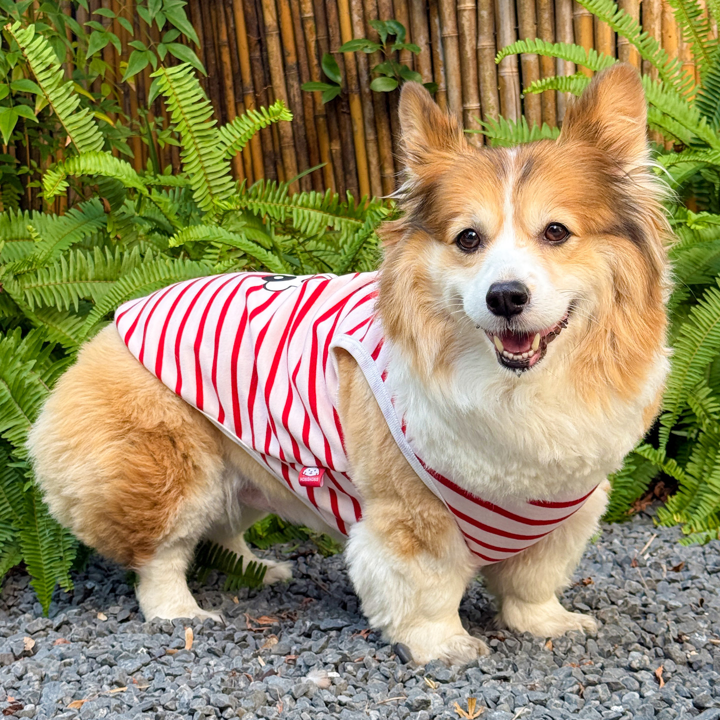 柯基犬衣服防掉毛加绒衣服秋冬季保暖宠物衣服中小型犬狗狗猫背心,淘宝优惠券,粉丝福利购,淘宝优惠卷