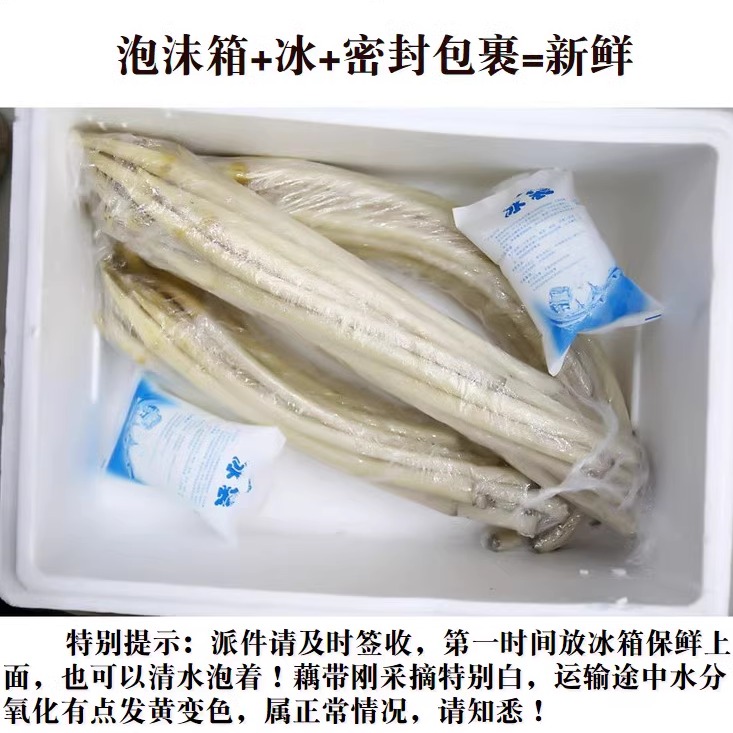 荷辉藕带新鲜湖北洪湖藕尖特产当季时令蔬菜现采现发藕苫藕稍2斤-图1