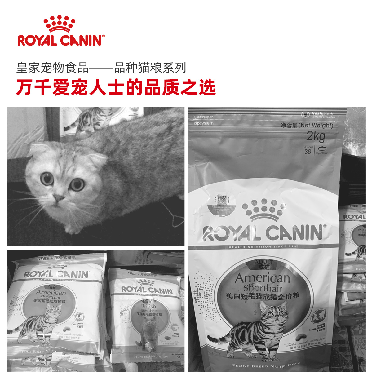 【自营】【萌宠社】皇家猫粮ASA31成猫粮2kg成年美短猫增肥发腮-图2