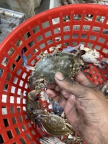 Unchartered living public mother matched with little shuttle crab to taste fresh and 6 catties