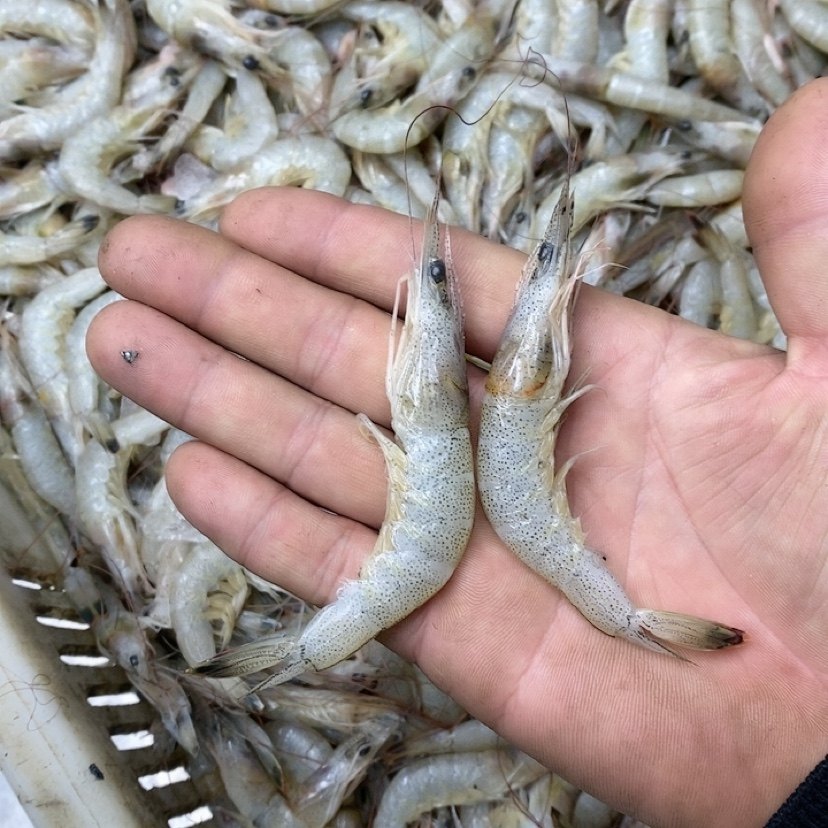 大个头羊毛虾 冬季货5斤,淘宝优惠券,粉丝福利购,淘宝优惠卷