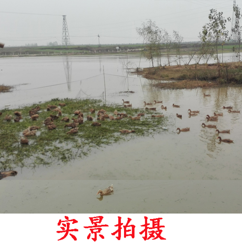 生鸭蛋农家散养正宗新鲜绿壳青皮红心鸭蛋土鸭蛋麻鸭河南包邮30枚-图1