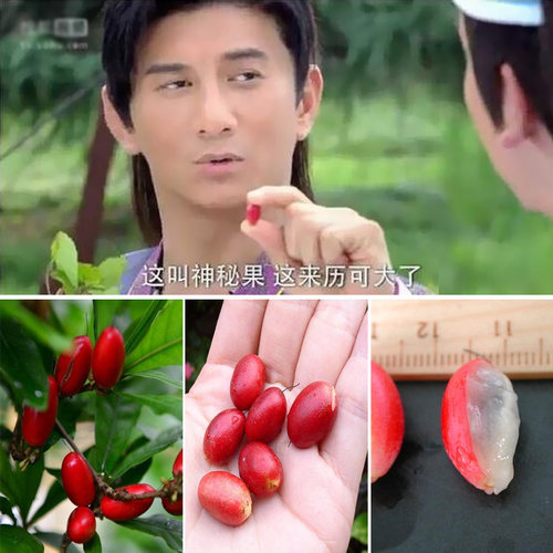 神秘果苗 神秘果树苗 南方果树苗 带土带泥带叶广西发货 盆栽地栽 - 图2