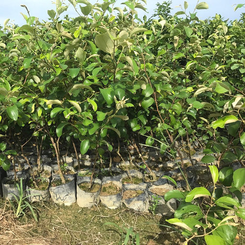 台湾大青枣树苗 蜜丝枣苗 庭院果树 嫁接树枣子苗 当年结果包成活 - 图2