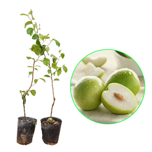 台湾大青枣树苗 蜜丝枣苗 庭院果树 嫁接树枣子苗 当年结果包成活 - 图3