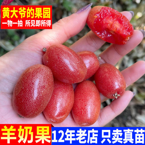羊奶果苗羊奶果树苗胡颓子果树苗盆栽地载庭院阳台种 - 图1