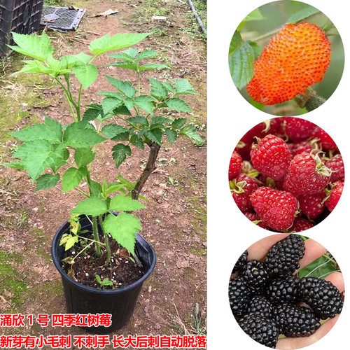 树莓苗盆栽地栽覆盆子双季红树莓黑黄树莓苗南方北方四季水果树苗 - 图1