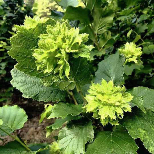 Fresh original hazelnut nuts Liaoning
