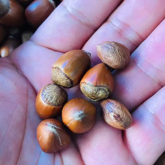 Liaoning fried cooked hazelnuts packaged hairy hazelnuts Heng Yuzhen