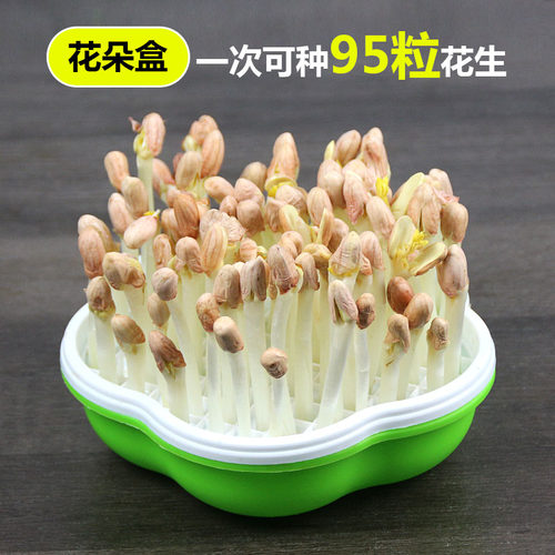 花生芽种植盆多功能种植盒水培神器芽苗菜育苗盘发豆芽家用托盘小 - 图0