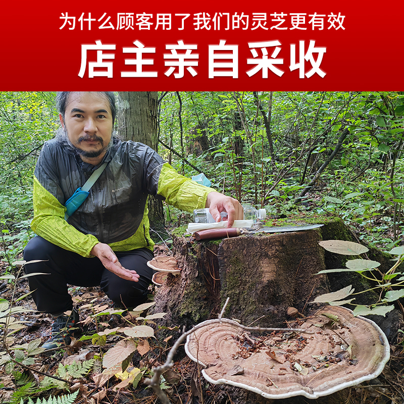 源滋福海南产野生树舌灵芝地道平盖大灵芝可切片打粉500g实体老店 - 图2