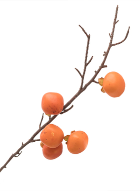 仿真多款花艺植物DIY拍照道具