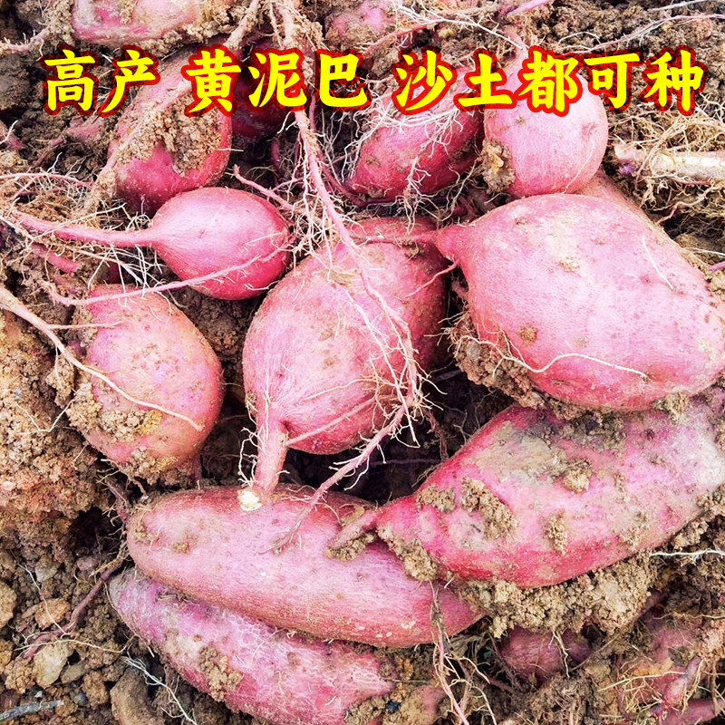 高产红皮红心红薯种薯四川老品种红心红苕育苗薯种烟薯25红心蜜薯