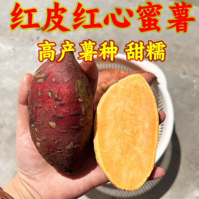 高产红皮红心红薯种薯四川老品种红心红苕育苗薯种烟薯25红心蜜薯